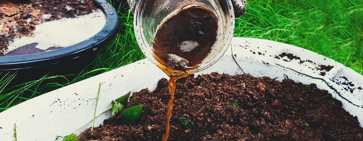 Why Seaweed Is a Superfood for Cannabis Plants Why Seaweed Is a Superfood for Cannabis Plants