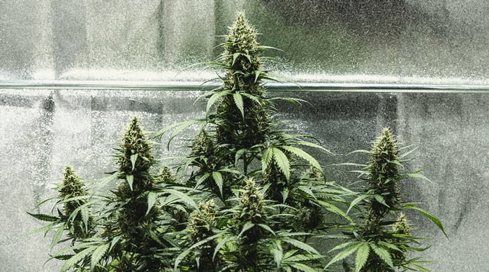 Learn How To Grow Autoflowers: Week-By-Week Guide Learn How To Grow Autoflowers: Week-By-Week Guide