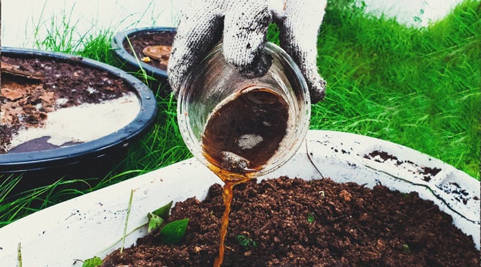 Why Seaweed Is a Superfood for Cannabis Plants Why Seaweed Is a Superfood for Cannabis Plants