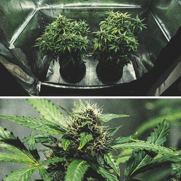 Purple Punch Automatic Grow Report Purple Punch Automatic Grow Report