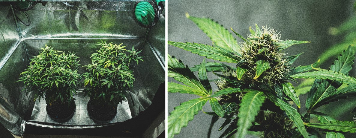 Purple Punch Automatic Grow Report Purple Punch Automatic Grow Report