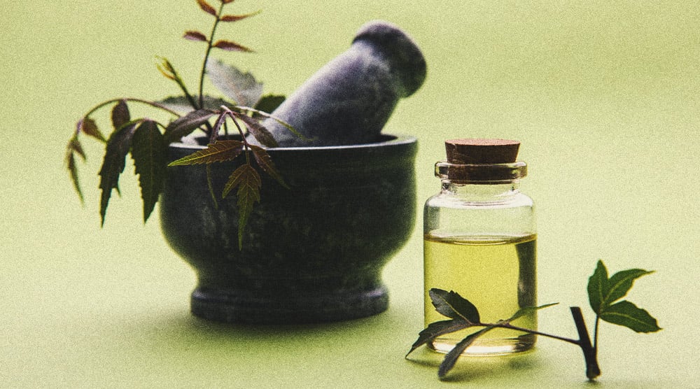 Pesticide Alternatives for Growing Cannabis Pesticide Alternatives for Growing Cannabis