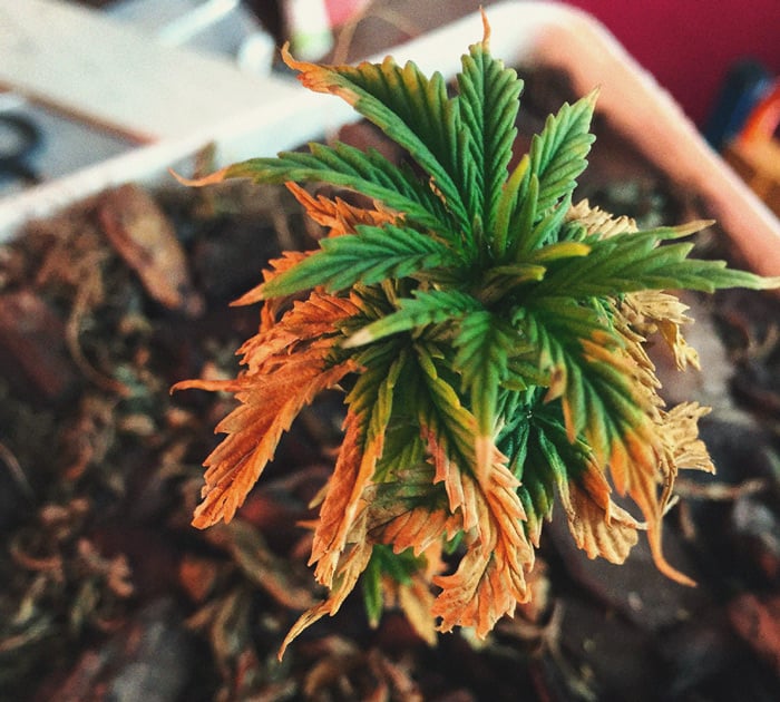 CANNABIS AILMENTS CANNABIS AILMENTS