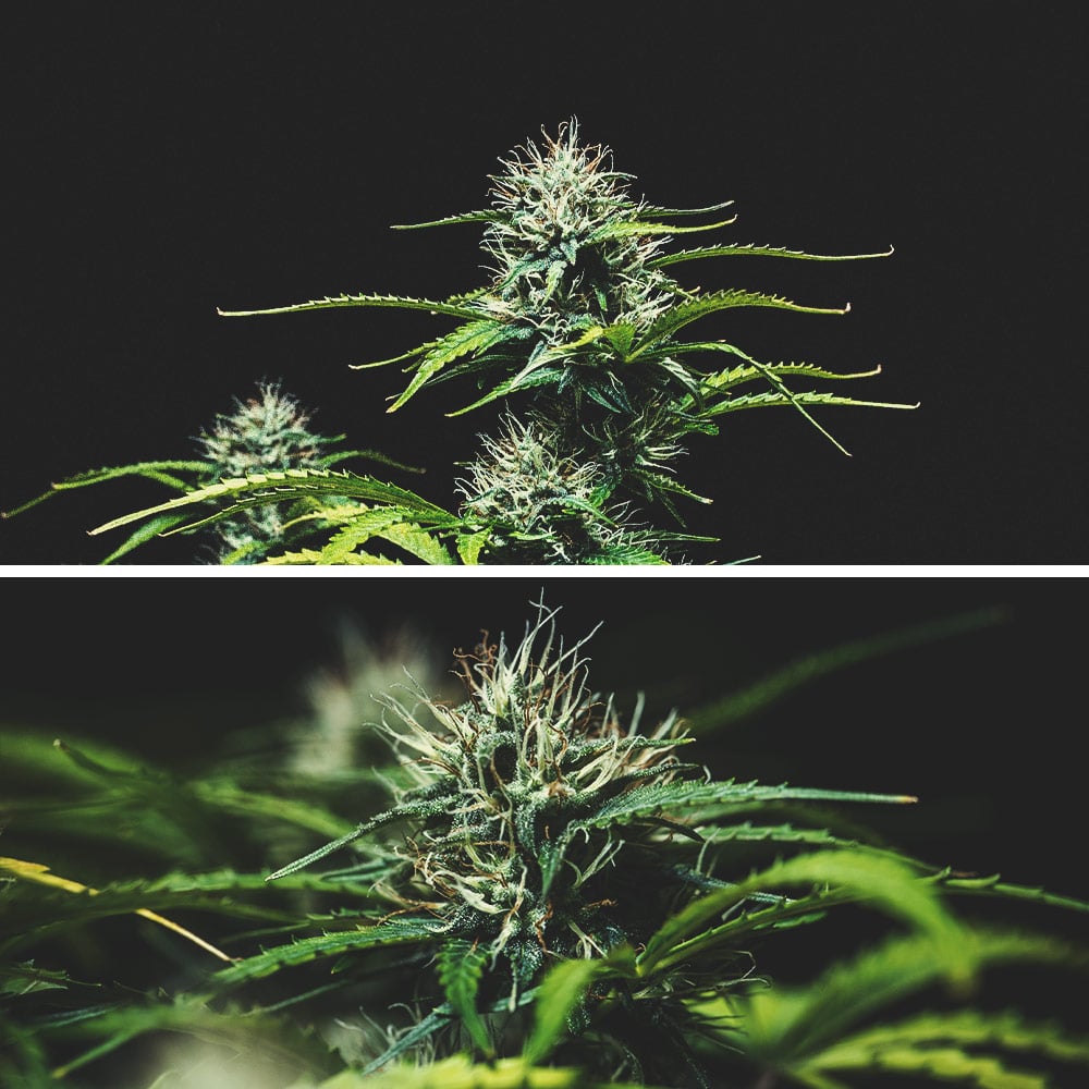 Purple Punch Automatic Grow Report Purple Punch Automatic Grow Report