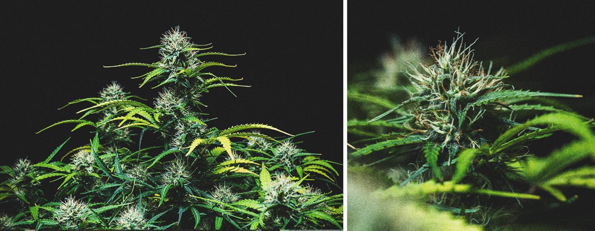 Purple Punch Automatic Grow Report Purple Punch Automatic Grow Report