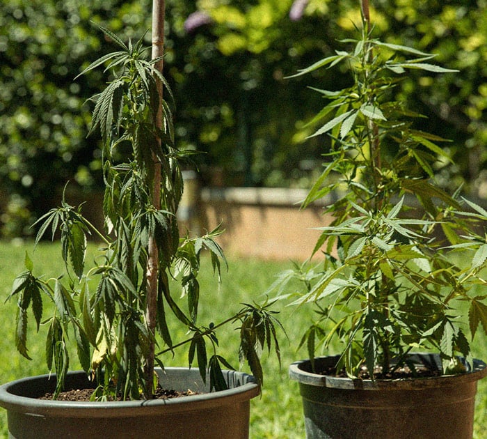CANNABIS AILMENTS CANNABIS AILMENTS