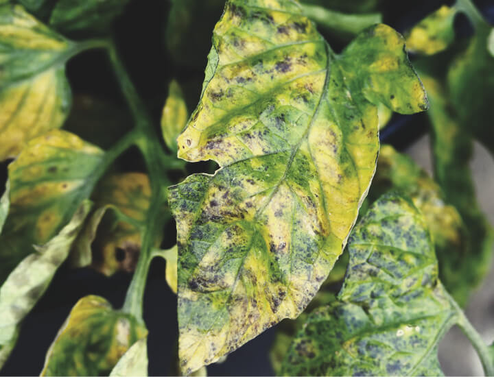 Leaf Septoria Leaf Septoria