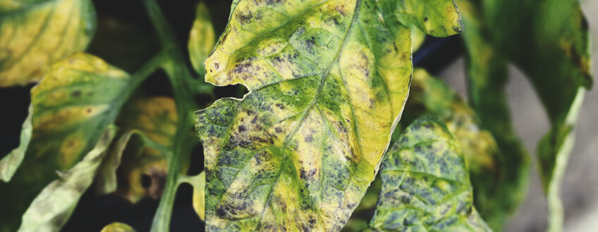 Leaf Septoria Leaf Septoria