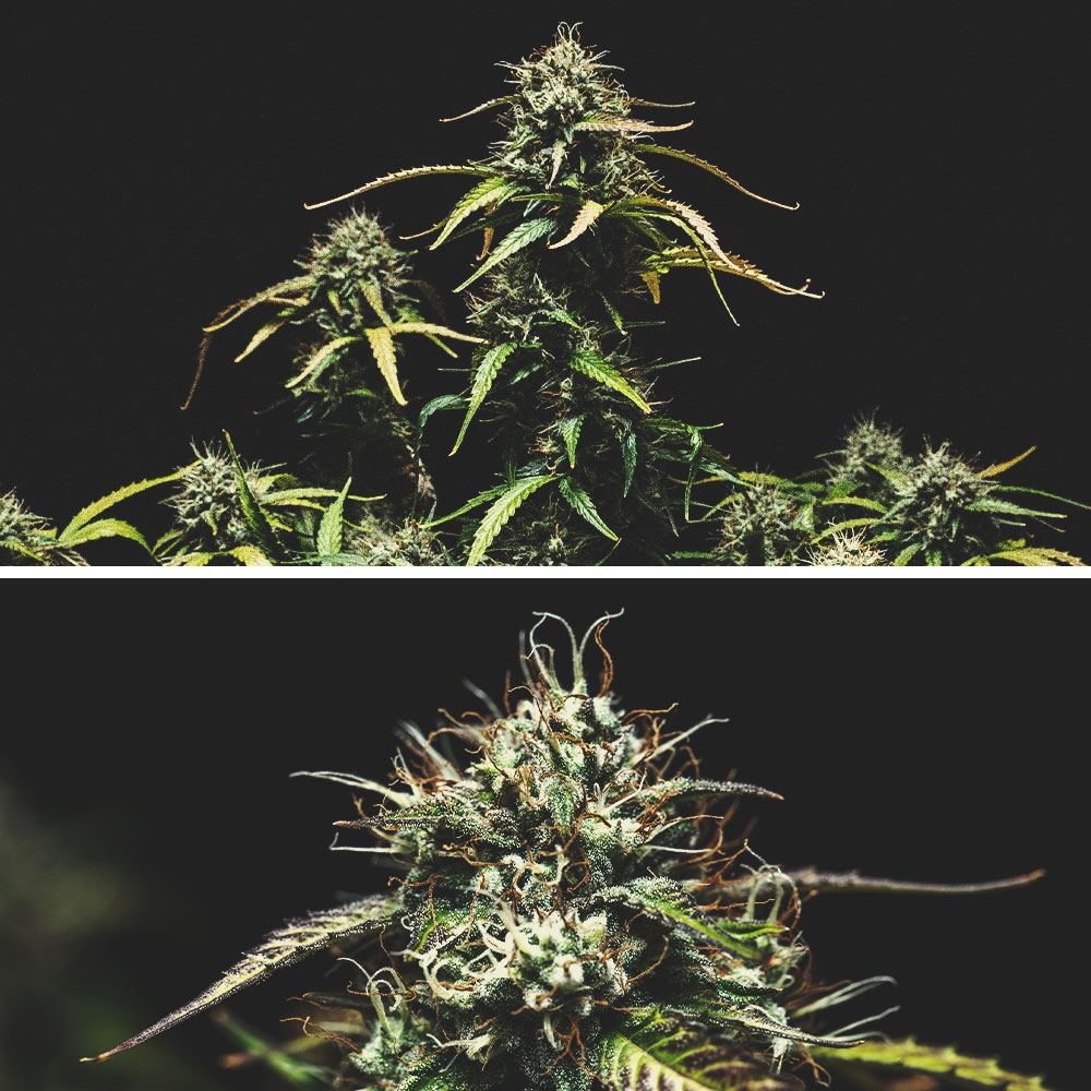 Purple Punch Automatic Grow Report Purple Punch Automatic Grow Report