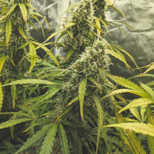 12 Weeks To Bud%2fs 12 Weeks To Bud%2fs