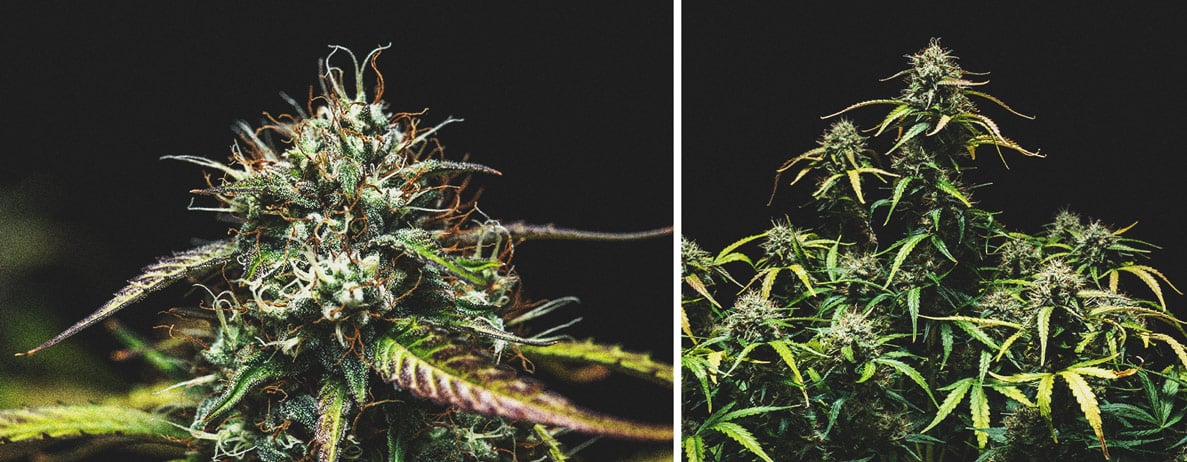 Purple Punch Automatic Grow Report Purple Punch Automatic Grow Report
