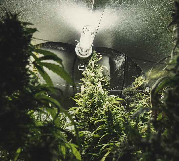 CANNABIS AILMENTS CANNABIS AILMENTS