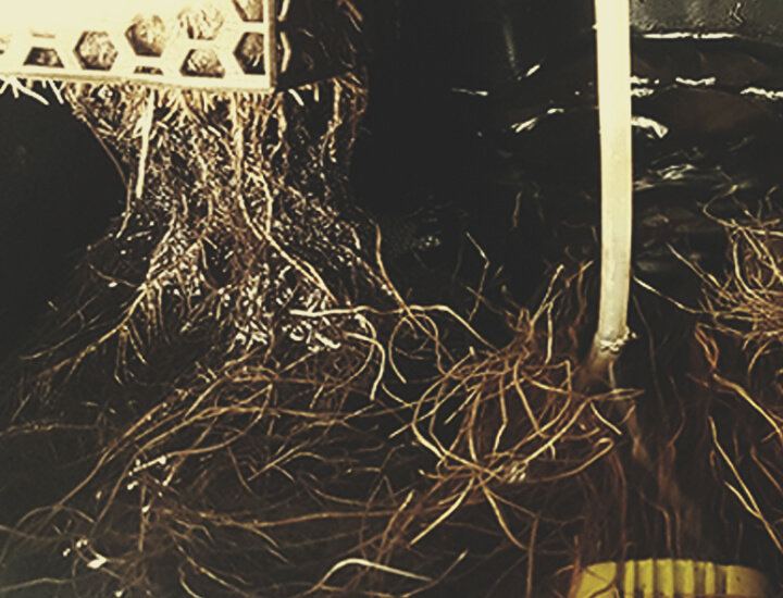 Root Rot Root Rot