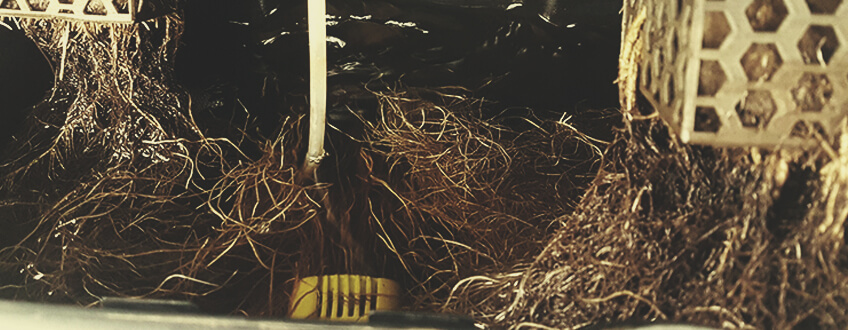 Root Rot Root Rot