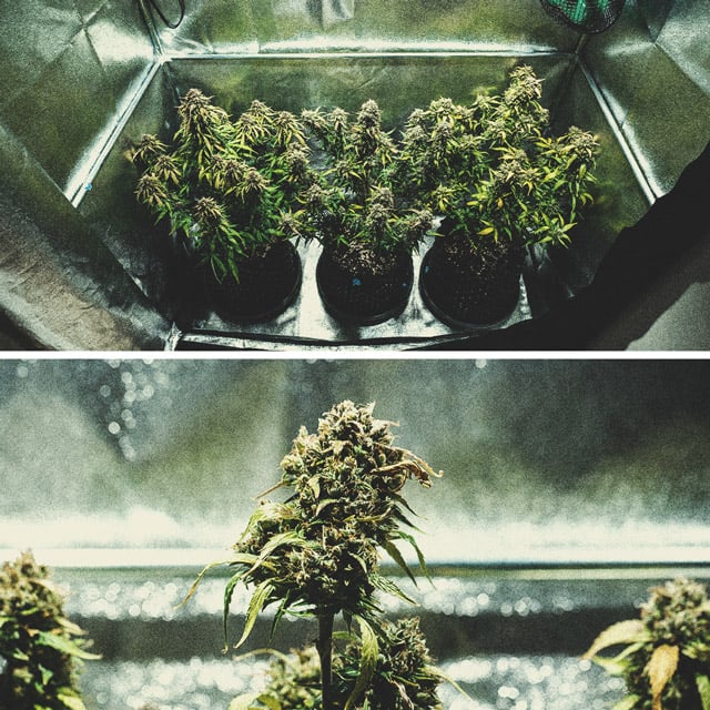 Purple Punch Automatic Grow Report Purple Punch Automatic Grow Report