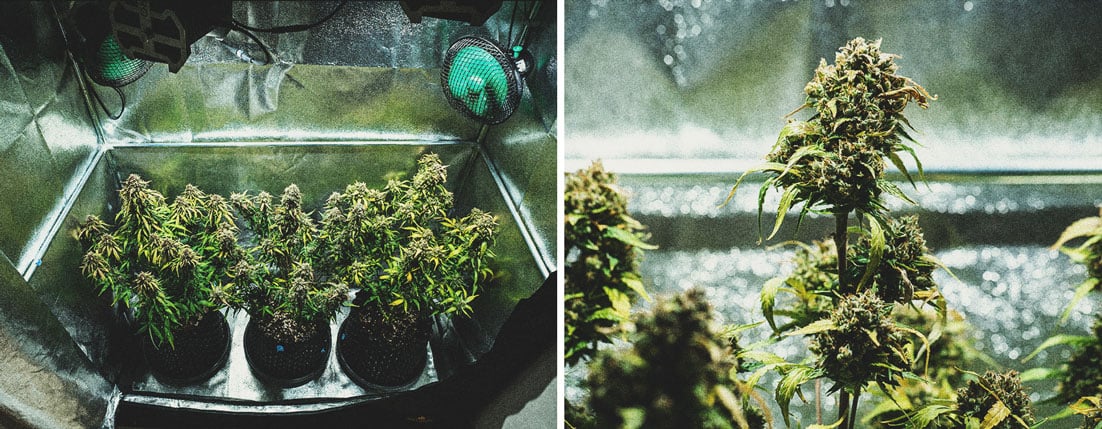 Purple Punch Automatic Grow Report Purple Punch Automatic Grow Report