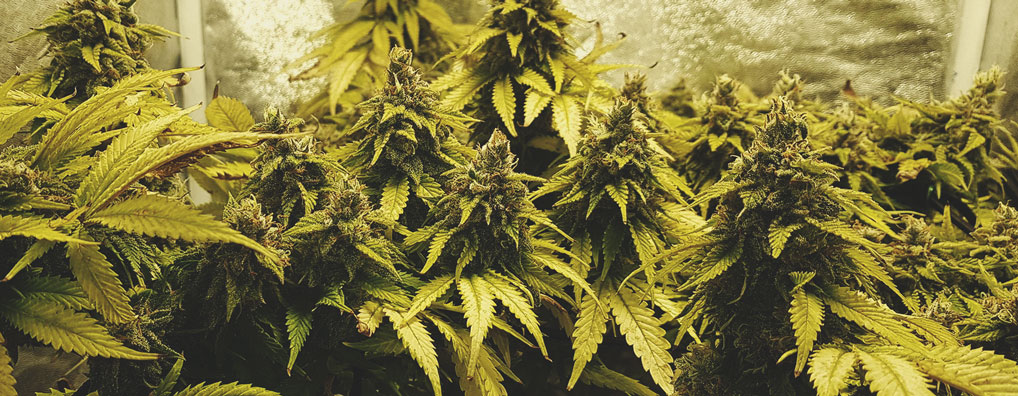 Amnesia Haze