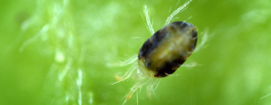 Spider Mites