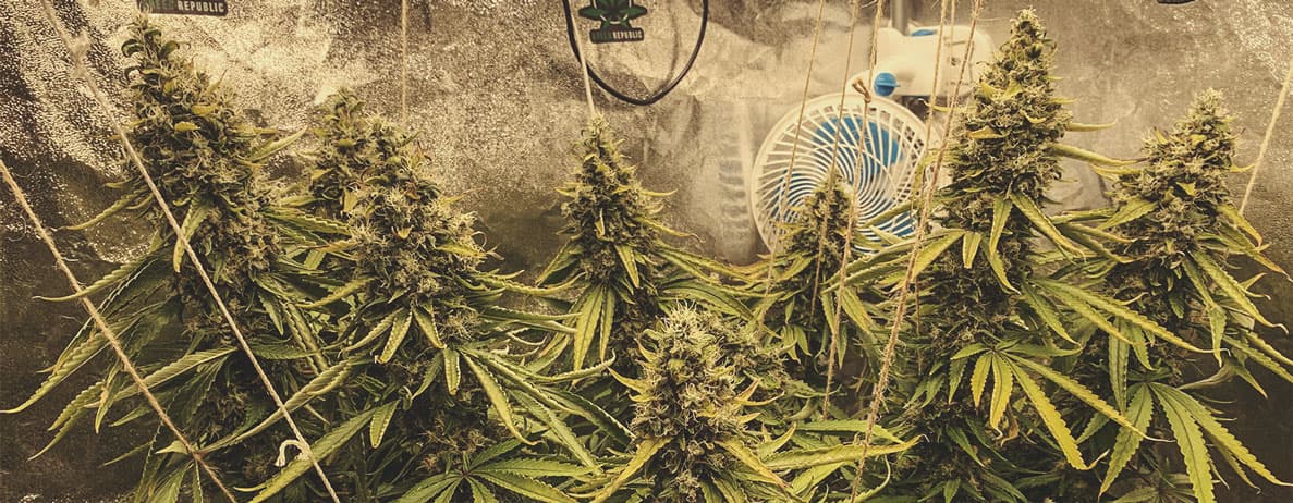 Amnesia Haze Amnesia Haze