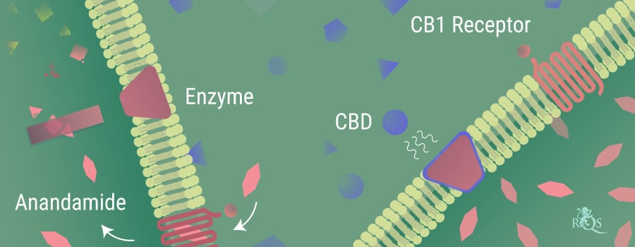 Anandamide Breaking Down