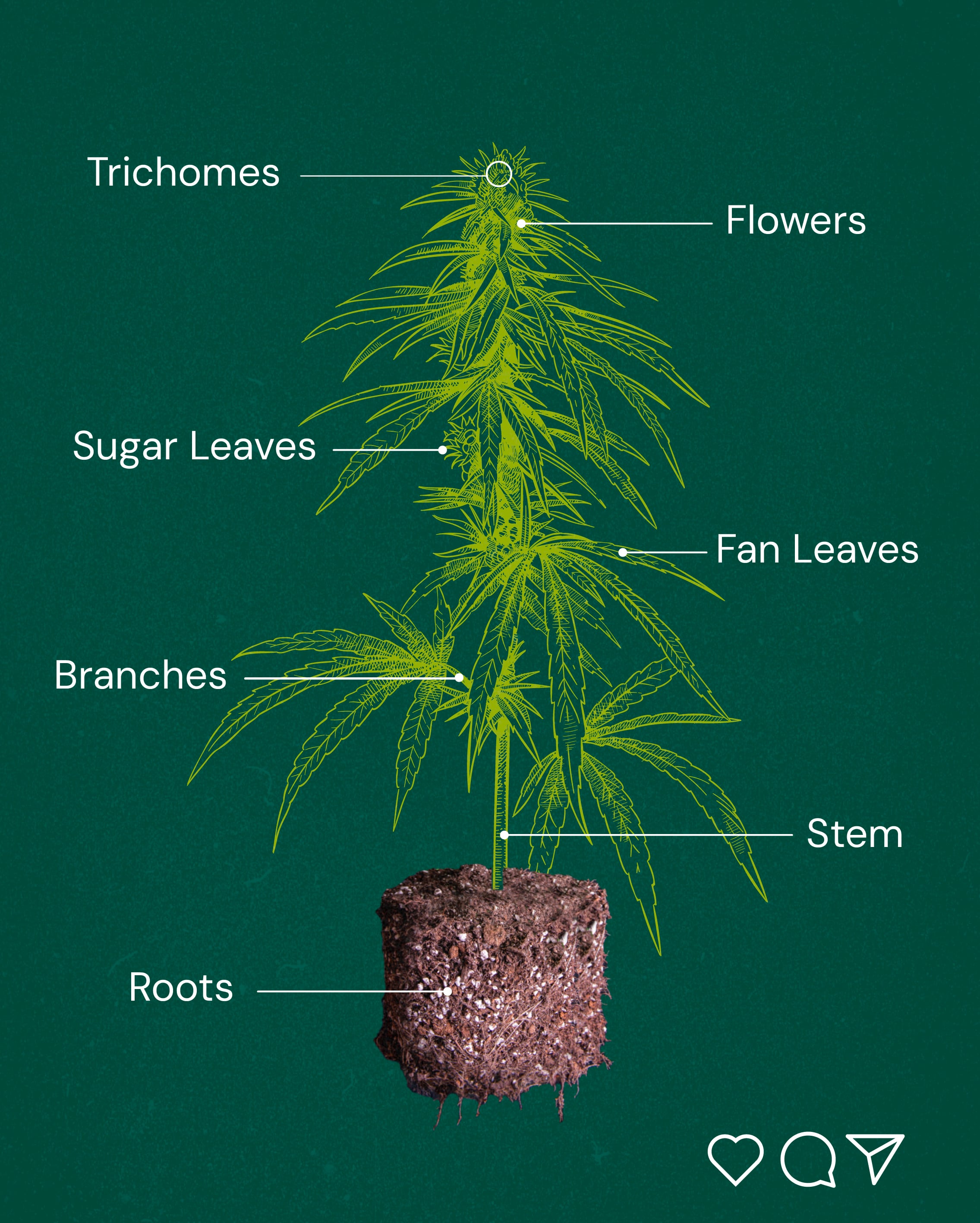 plant anatomy 2