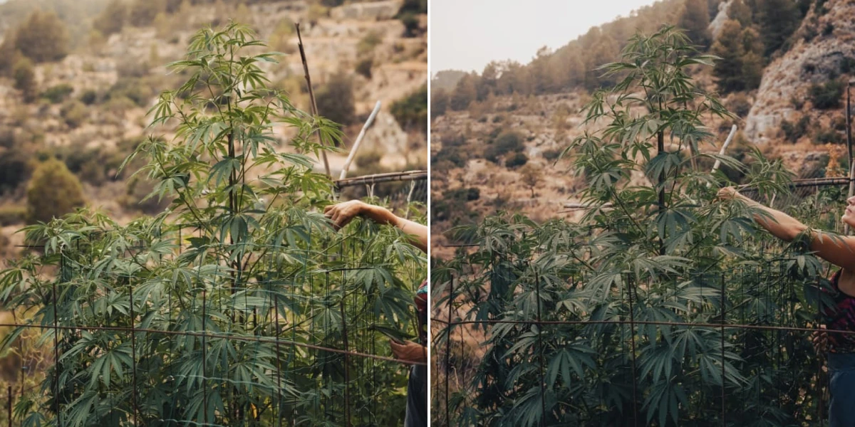Astro Lemonade F1 cannabis plant showing tall final height, strong branching, green foliage, and vigorous outdoor growth.