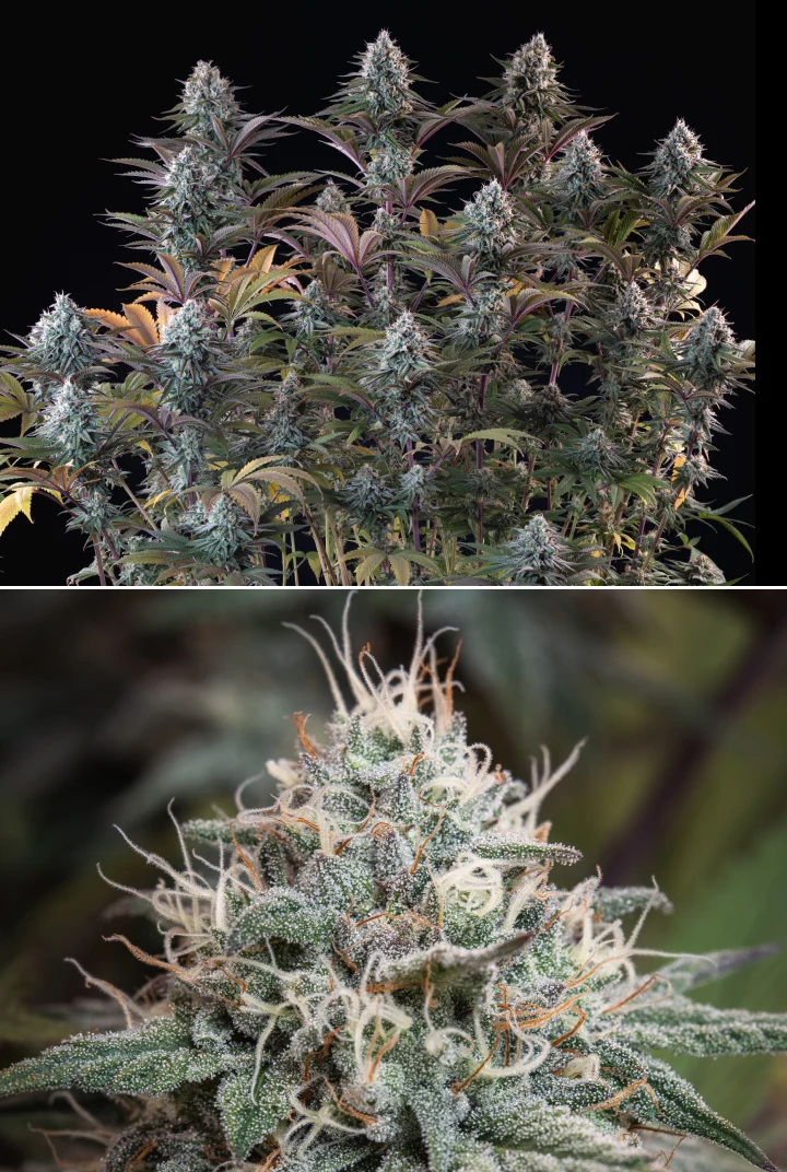 Astro Lemonade F1 cannabis plant with dense frosty buds, white pistils, purple leaves, and heavy resin production against a dark background.