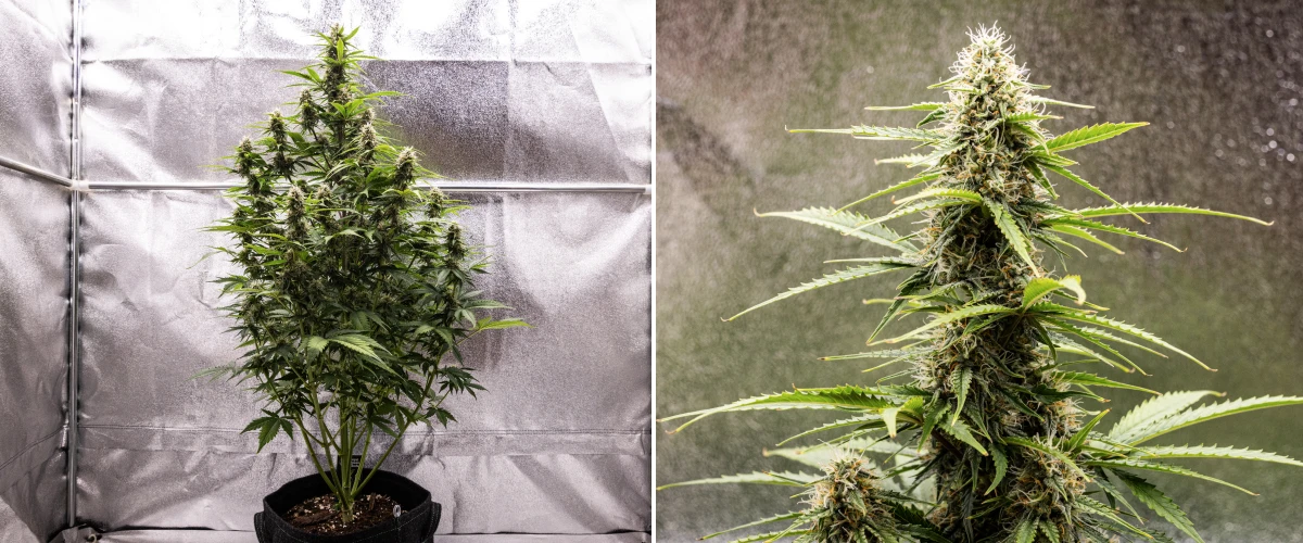 Atlas F1 Grow Report: Week 7 Mature Buds Atlas F1 cannabis plant growing in a fabric pot during week 7 of the grow report, showing mature bud development, resinous flowers, orange pistils, and a tall central cola.