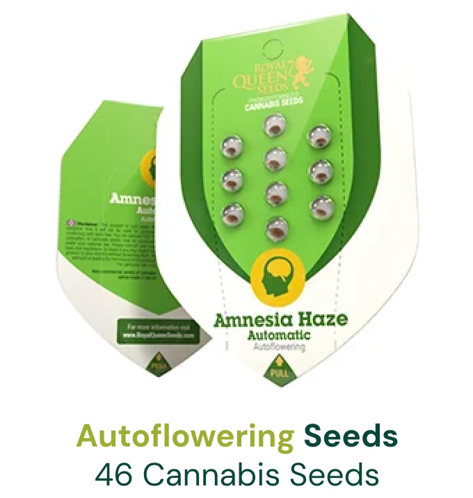 Buy HighQuality Cannabis Seeds Royal Queen Seeds