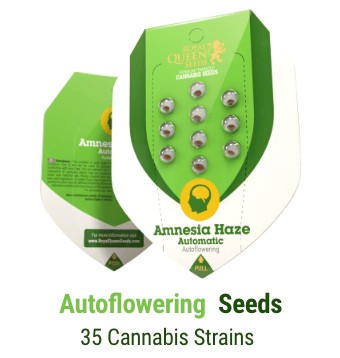 autoflowering cannabis seeds