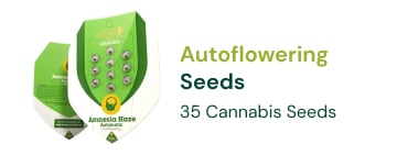 autoflowering cannabis seeds