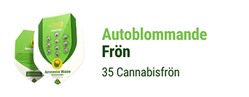 AUTOBLOMMANDE CANNABIS FRÖN