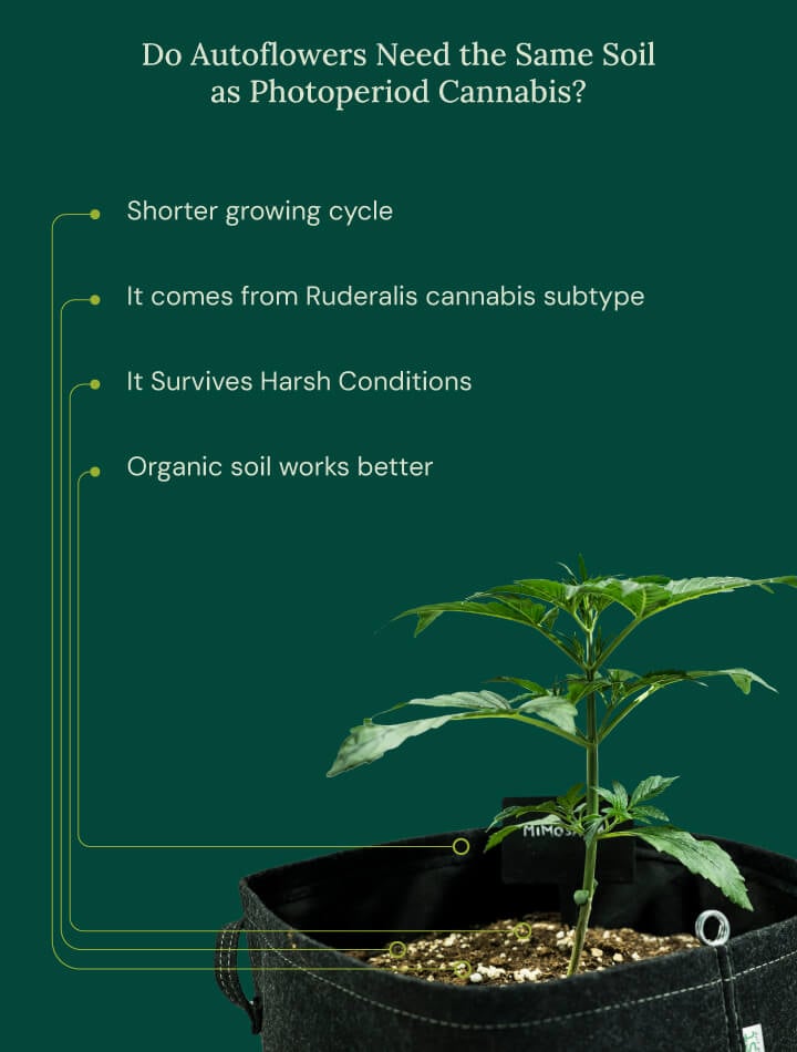 Auto vs photoperiod soil