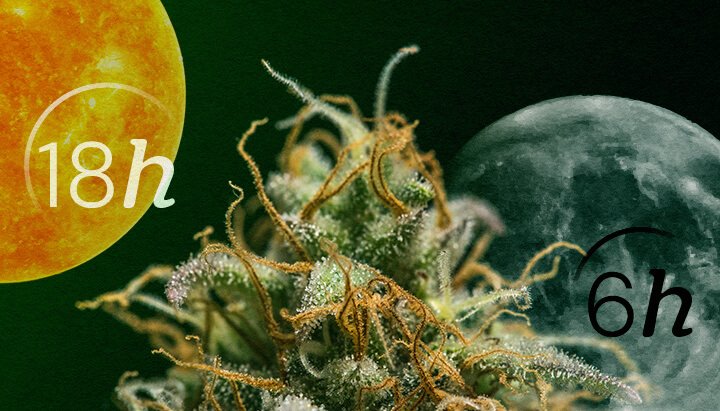 Autoflower vs. Photoperiod: Understanding Cannabis Light Cycles Autoflower vs. Photoperiod light cycles for beginners: Understand the key difference in lighting needs for vegetative and flowering stages. See the 18/6 and 12/12 schedules explained visually.