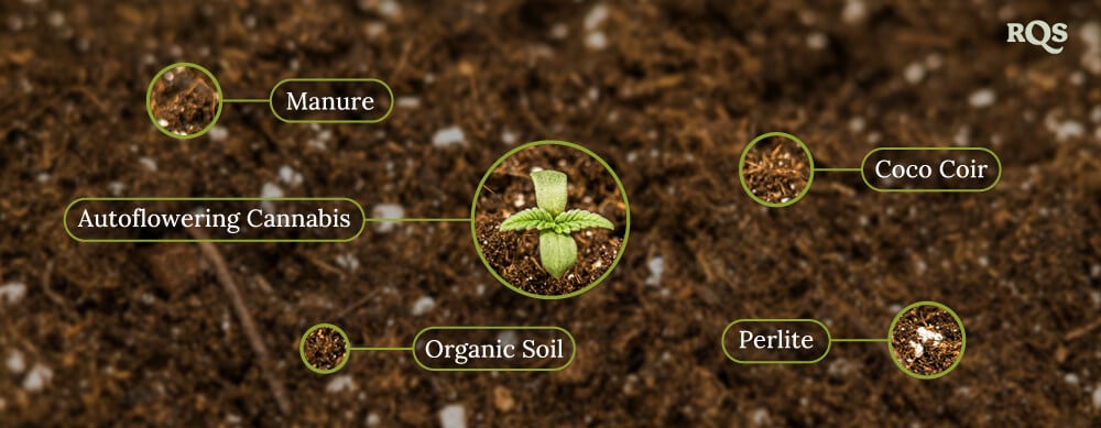 Autoflowering cannabis soil
