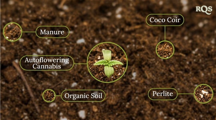 Autoflowering cannabis soil
