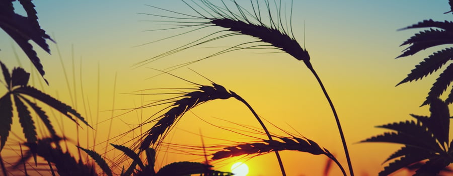 barley cannabis field beer terpene