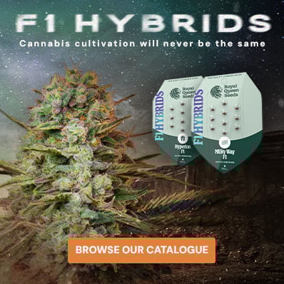 Buy F1 Hybrids