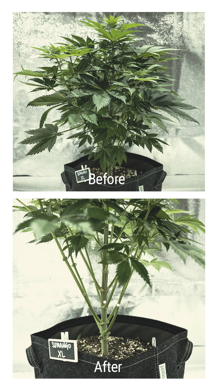 Lollipopping Cannabis Plant Before and After