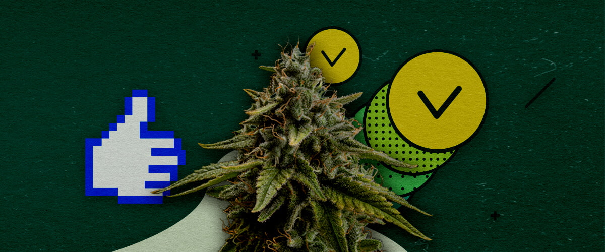 A cannabis bud with a pixelated thumbs-up icon and two checkmark circles, symbolizing approved training techniques to maximize yield, set against a green background.