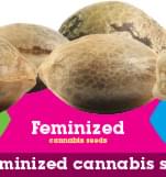 Buy Feminized Cannabis Seeds Buy Feminized Cannabis Seeds