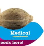 Buy Medical Cannabis Seeds Buy Medical Cannabis Seeds
