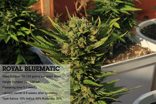 Indica lub sativa Indica lub sativa