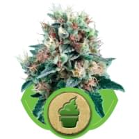Cream caramel autoflowering cannabis Cream caramel autoflowering cannabis