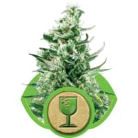 Autoflowering critical cannabis seeds Autoflowering critical cannabis seeds