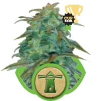Autoflowering Haze seeds Autoflowering Haze seeds