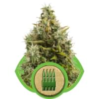 AK 47 Automatic cannabis autoflowering AK AK 47 Automatic cannabis autoflowering AK