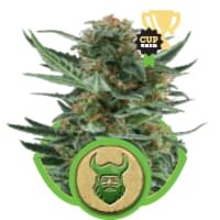 Royal Dwarf cannabis autoflowering Royal Dwarf cannabis autoflowering