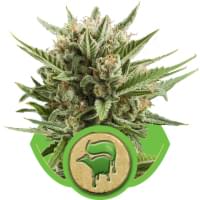 Sweet Skunk Autoflowering Cannabis Sweet Skunk Autoflowering Cannabis