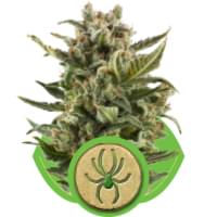 White Widow Autoflowering cannabis seeds White Widow Autoflowering cannabis seeds